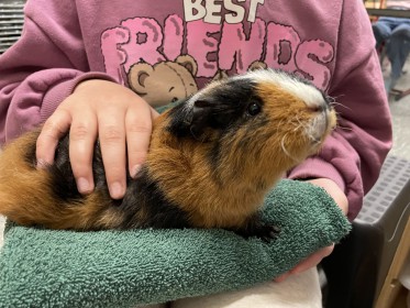 Ein bewegter Adventskalender in der Klasse 3a